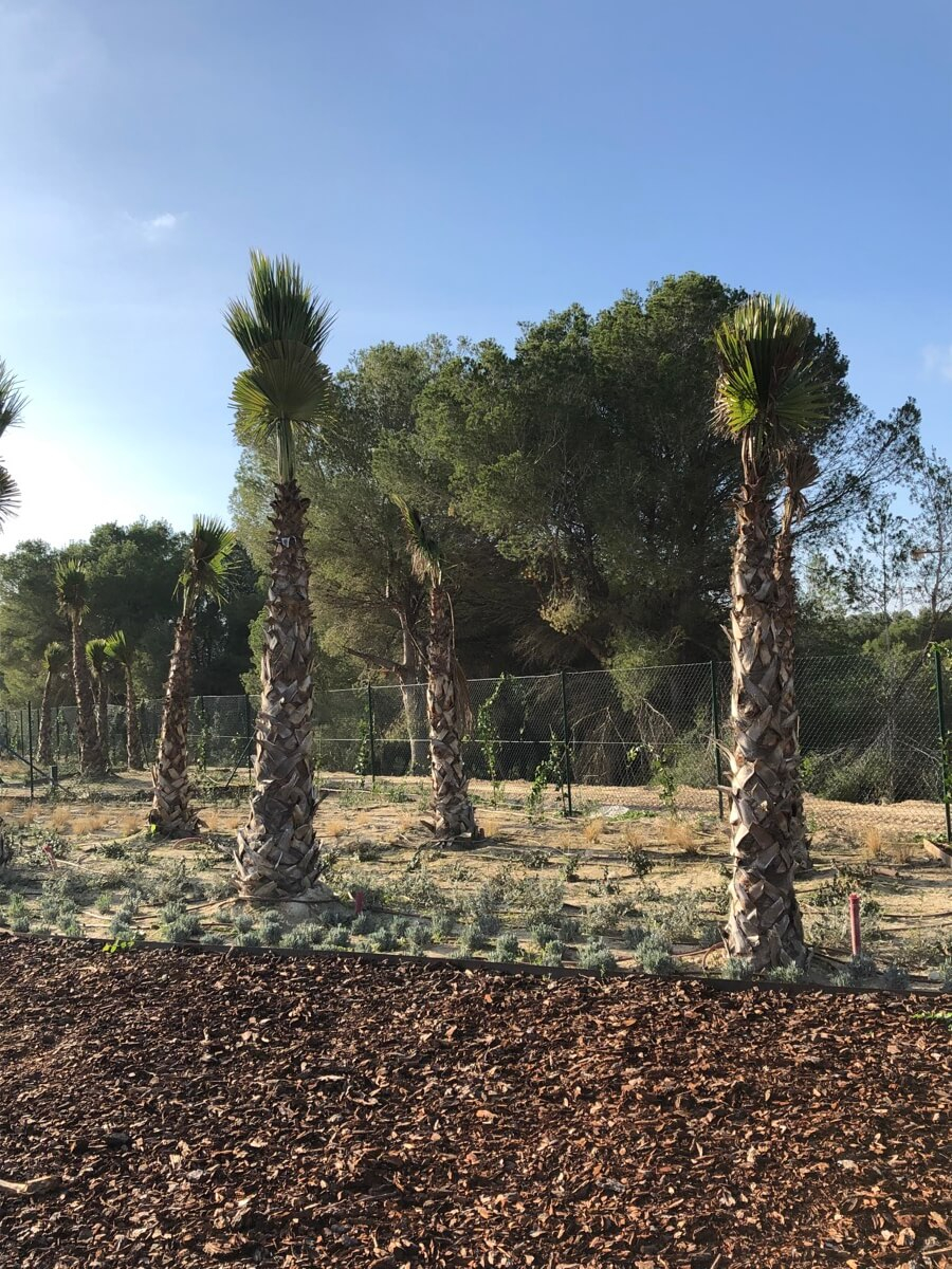 Plantación de palmeras en pista multideportiva de Las Colinas Golf &amp; Country Club